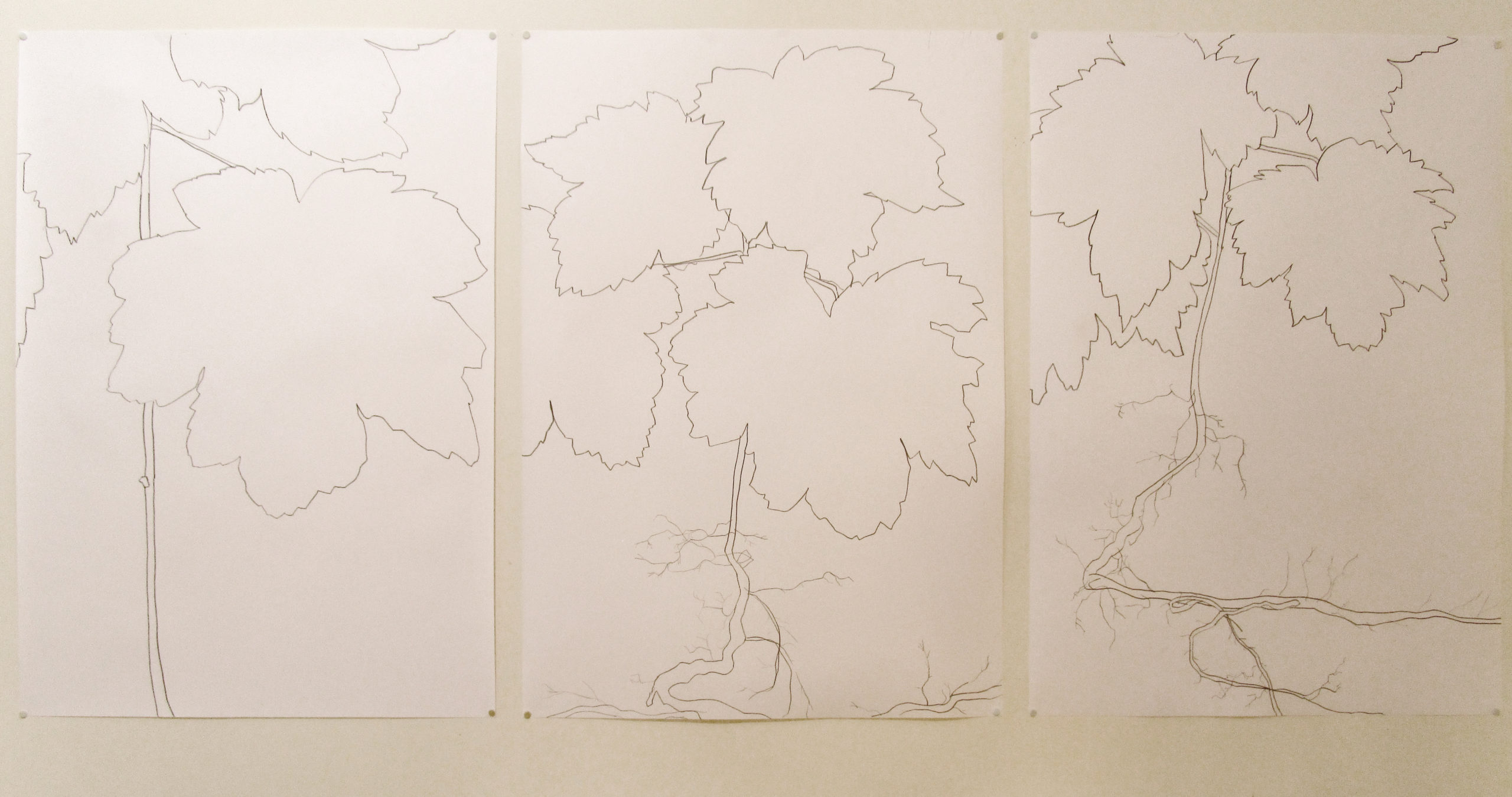 Jonge Esdoorn, potlood on paper, 2016, 3 x 100×80 cm
